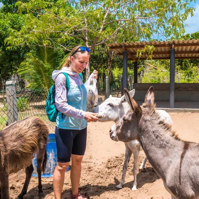 woman feeding donkeys