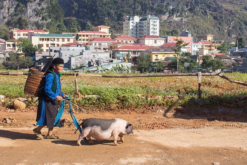 woman walking her pig