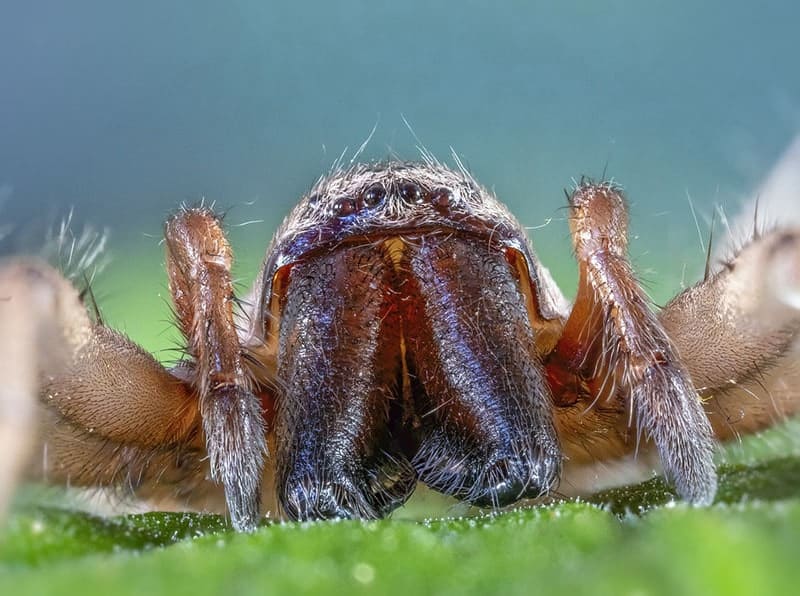 woodlouse hunter spider