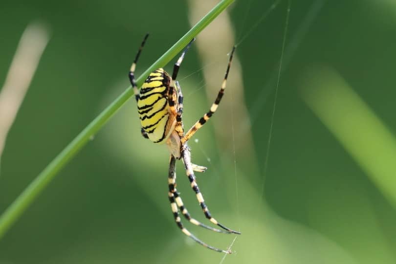 yellow garden spider