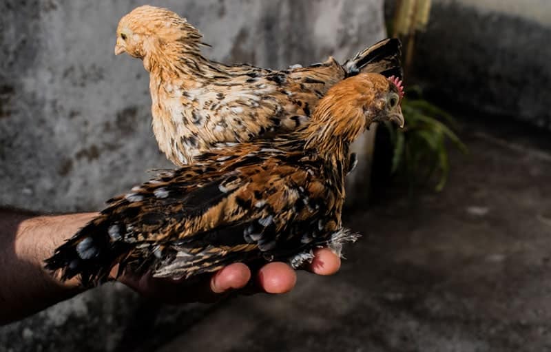 young Barbu D'uccle chickens on human hand