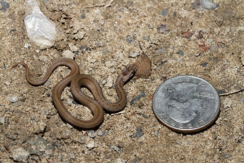 young brown snake
