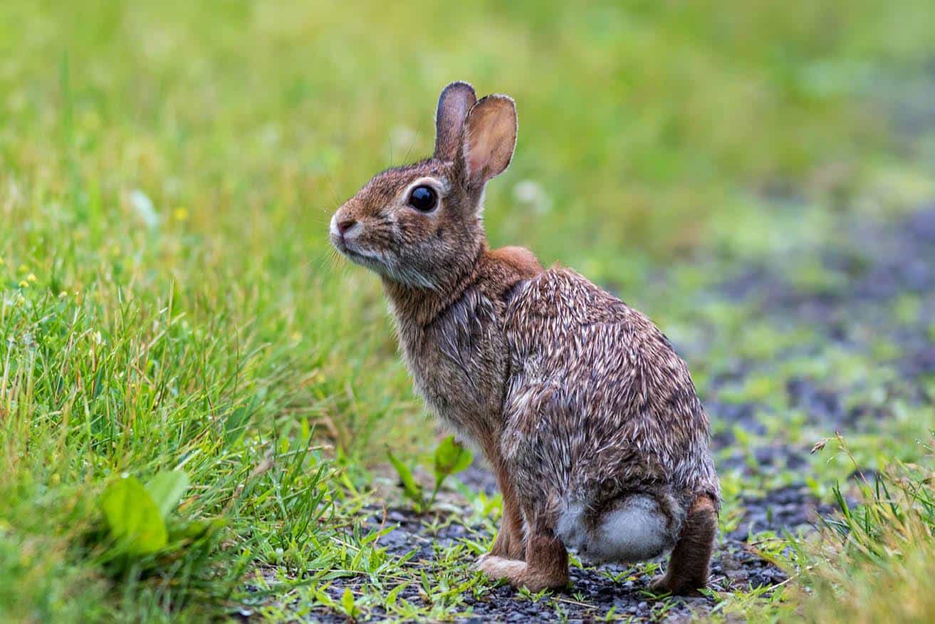 young eastern cottontail rabbit