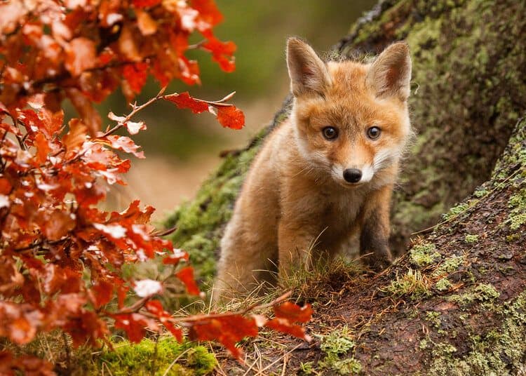 fox in autumn