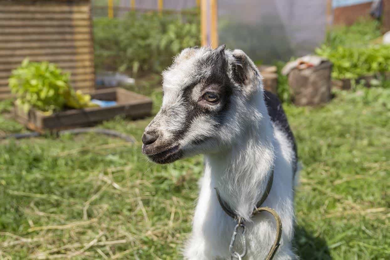 young La Mancha goat