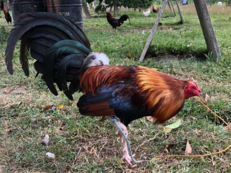 young modern game fowl or gamefowl rooster
