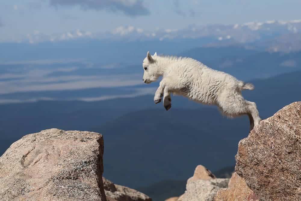 young mountain goat jumps