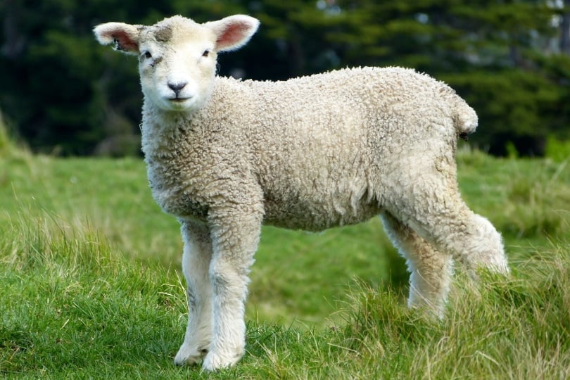 young sheep on grass