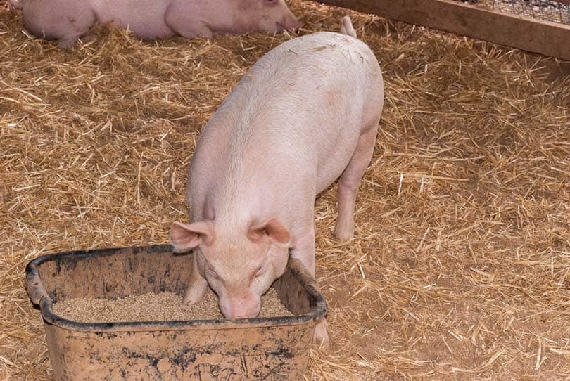 young sow eating pellets