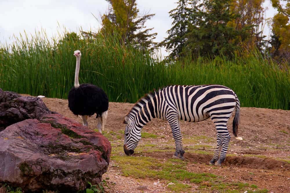 zebra and ostrich