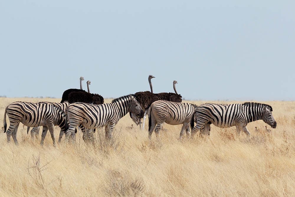 Zebras and ostriches in the wild