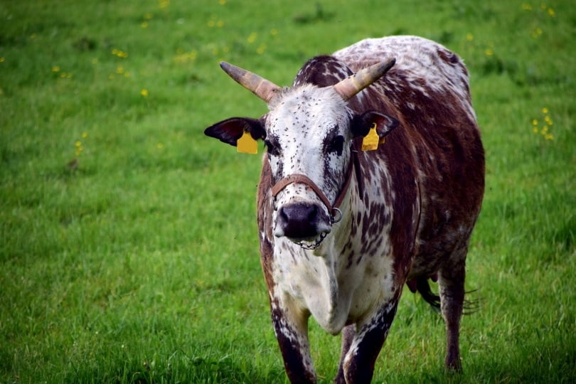 zebu cow on the grass